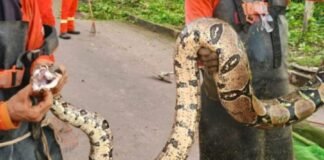 Jiboia de três metros é resgatada por equipe de limpeza no Amazonas