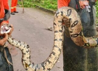 Jiboia de três metros é resgatada por equipe de limpeza no Amazonas