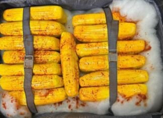 Polícia Federal apreende 37 kg de skunk no Aeroporto de Manaus