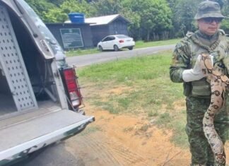 Jiboia de três metros é resgatada dentro de escola na Zona Norte de Manaus