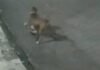Vídeo que mostra pitbull matando gato causa revolta em moradores da Zona Norte de Manaus