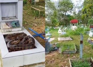 Cobra é encontrada sobre túmulo e assusta trabalhadores no Cemitério Tarumã em Manaus