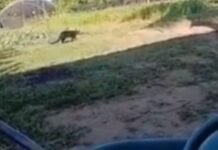 Moradores recebem alerta após aparição de onça na Rodovia Carlos Braga no Amazonas