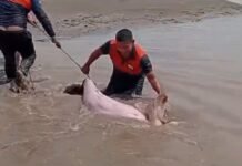 Boto-cor-de-rosa é resgatado após ficar encalhado no Rio Solimões no Amazonas