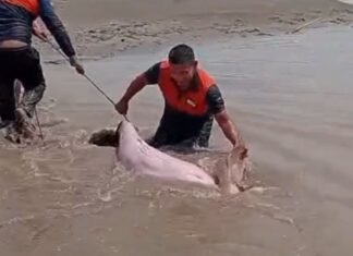 Boto-cor-de-rosa é resgatado após ficar encalhado no Rio Solimões no Amazonas